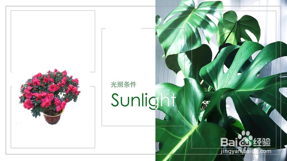 风信子的注意事项