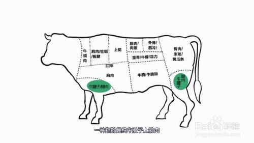 牛腩是牛的哪个部位