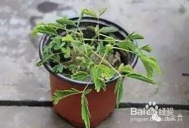 别什么花都往家摆，小心有毒！-[图]