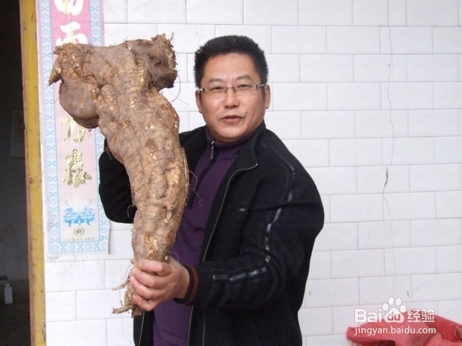 葛根粉养生美容