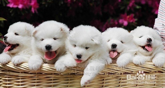 怎样知道狗狗要上厕所了