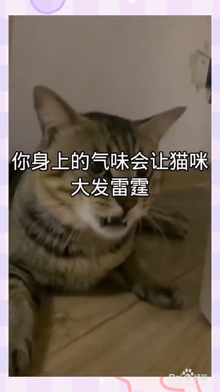 猫咪最讨厌的五种味道