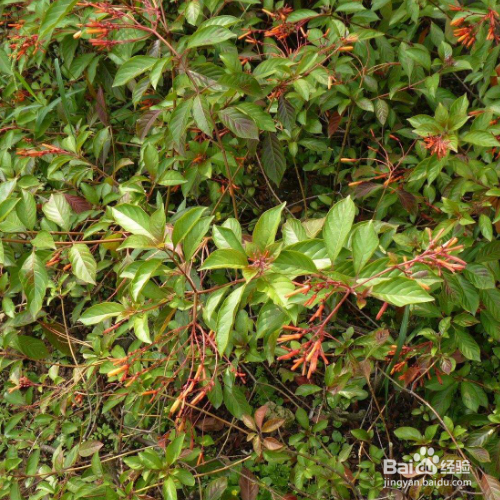 希茉莉常见的病害该怎么解决？