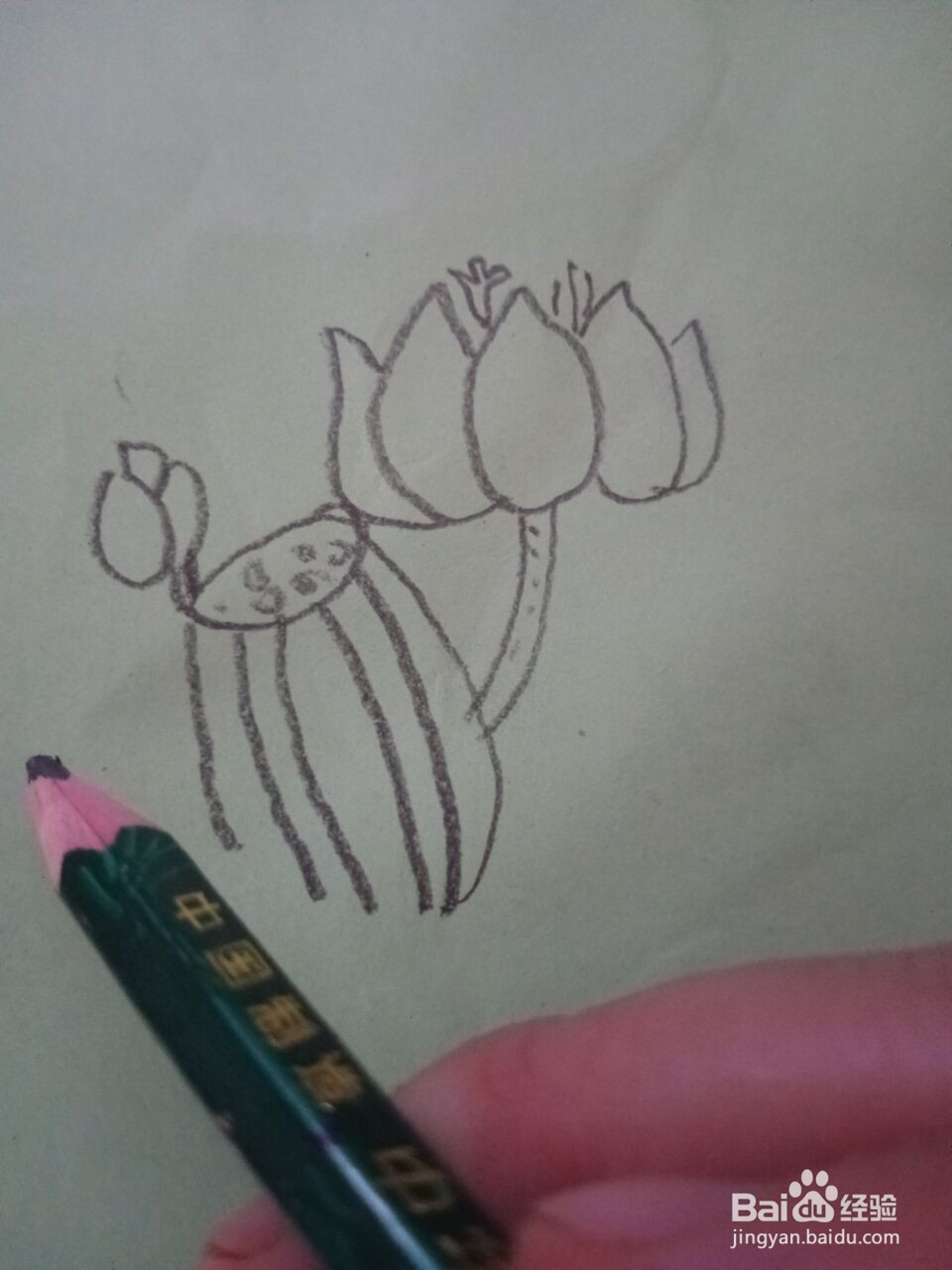 荷花的简笔画怎么画？