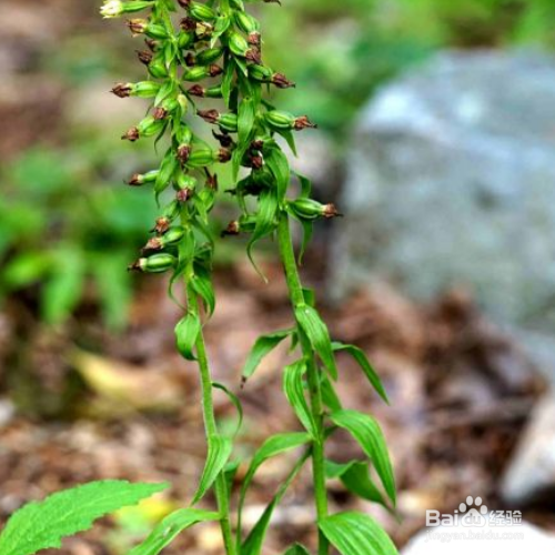 耳唇兰的养殖方法和注意事项