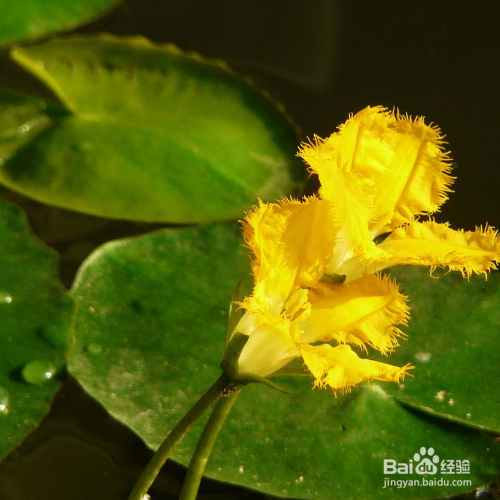 荇菜怎么养殖？