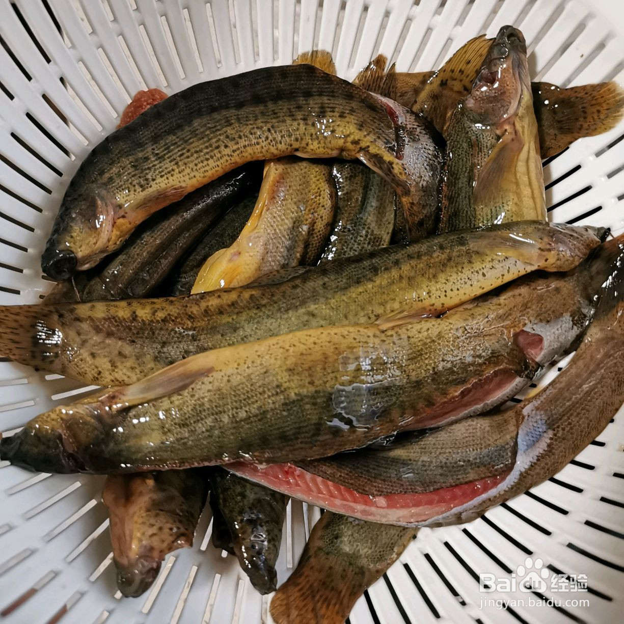 美味家常菜干烧泥鳅的做法