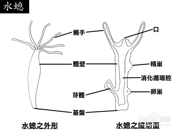鱼缸里的奇怪虫子是什么