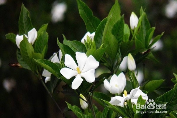栀子花叶子发黄怎么办