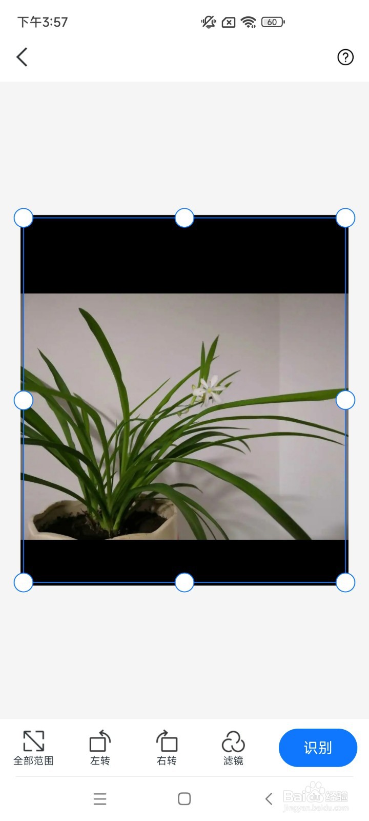 怎么识别花草的名称