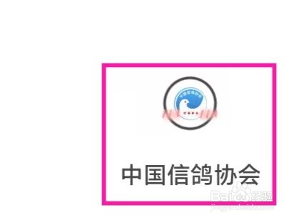 中国信鸽协会如何查询我的会员卡