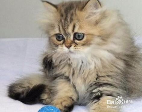 猫叫扰民怎么办