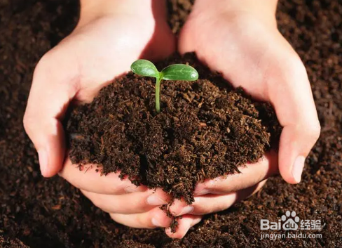 向日葵怎么养在花瓶