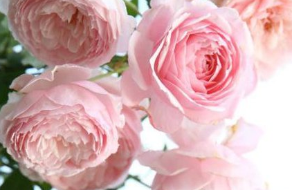 月季新芽萎缩卷曲怎么回事