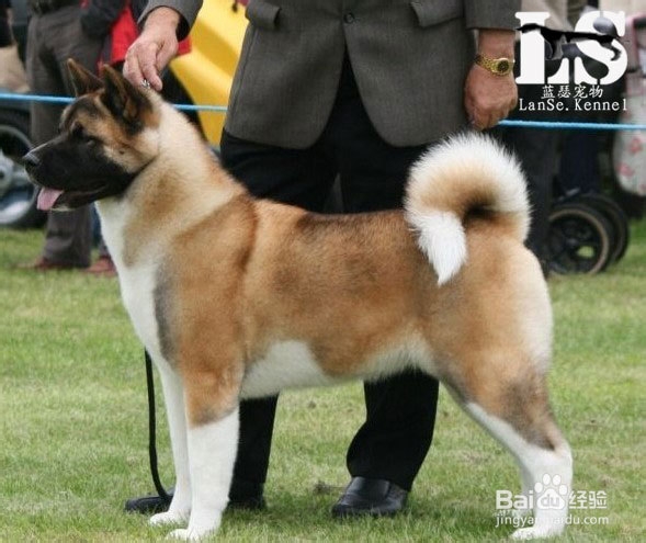 纯种犬,什么是纯种犬