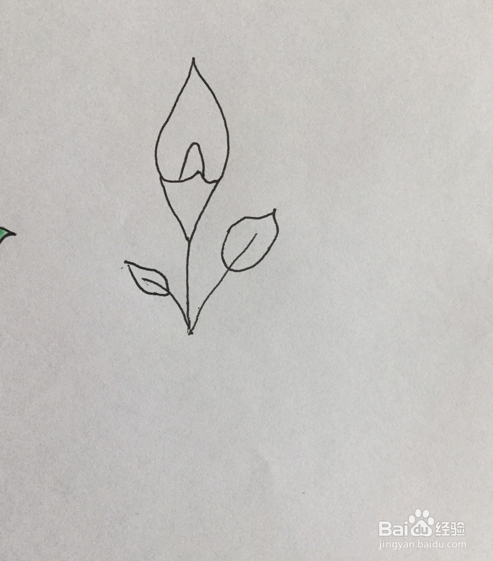 马蹄莲简笔画