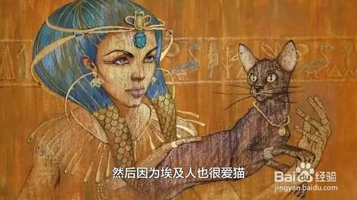海猫为什么叫法老 百度经验