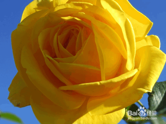 南方月季花的养殖及注意事项