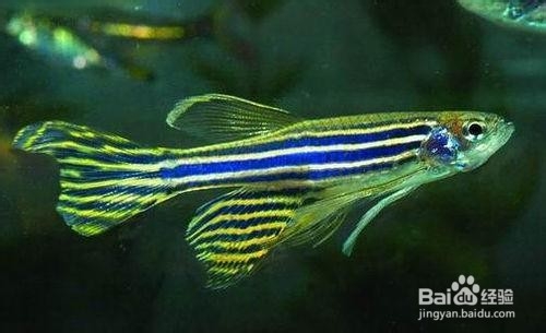 鱼缸鱼种的选择及混养