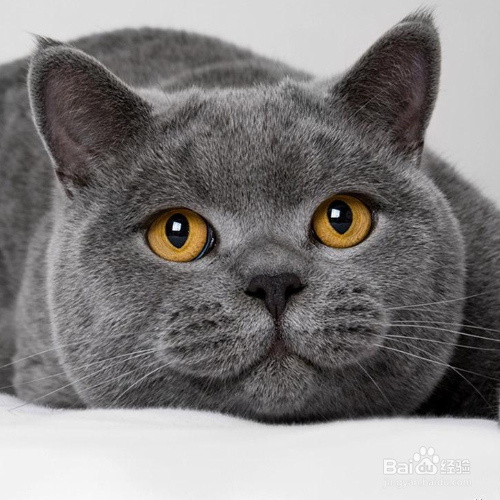 选择英短猫用具时有什么需要注意的呢