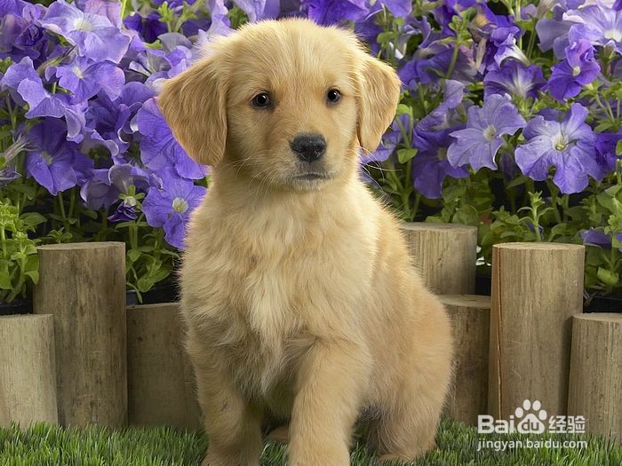 狗狗大小便失禁怎么回事