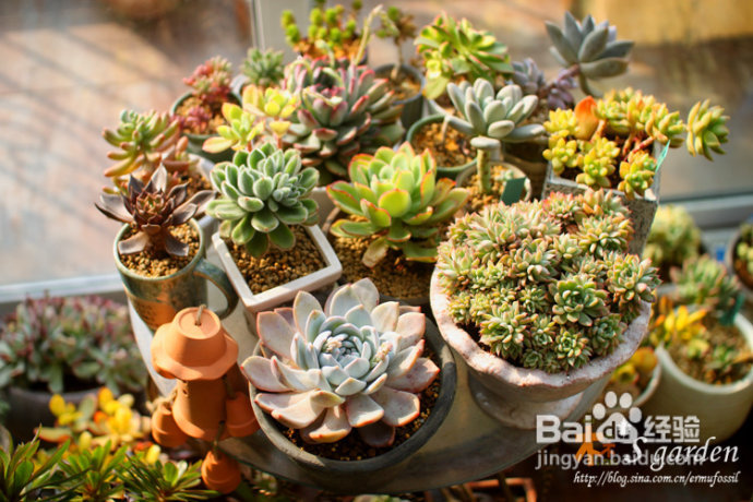 植物摄影小窍门+皮神山大王记