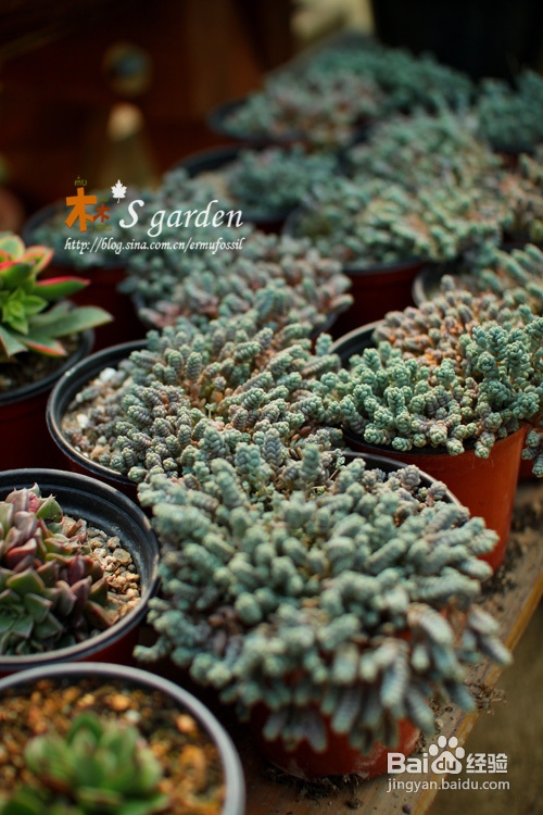 植物摄影小窍门+皮神山大王记