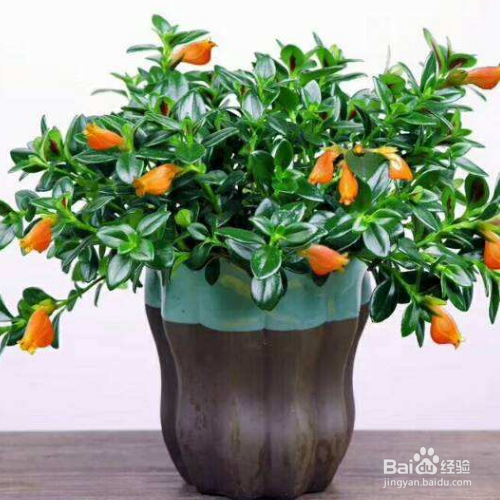 秋天养金鱼吊兰要注意些什么？