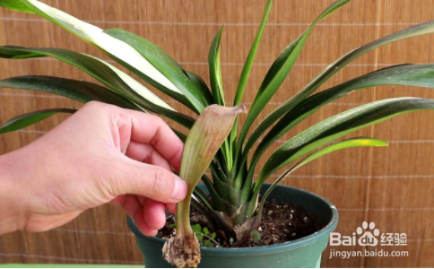 君子兰新叶皱怎么处理