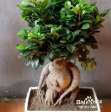 办公桌上放什么植物可以吸收辐射