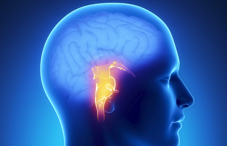脑垂体在大脑的哪个位置