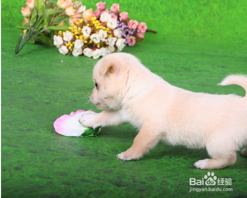 养小狗的小细节