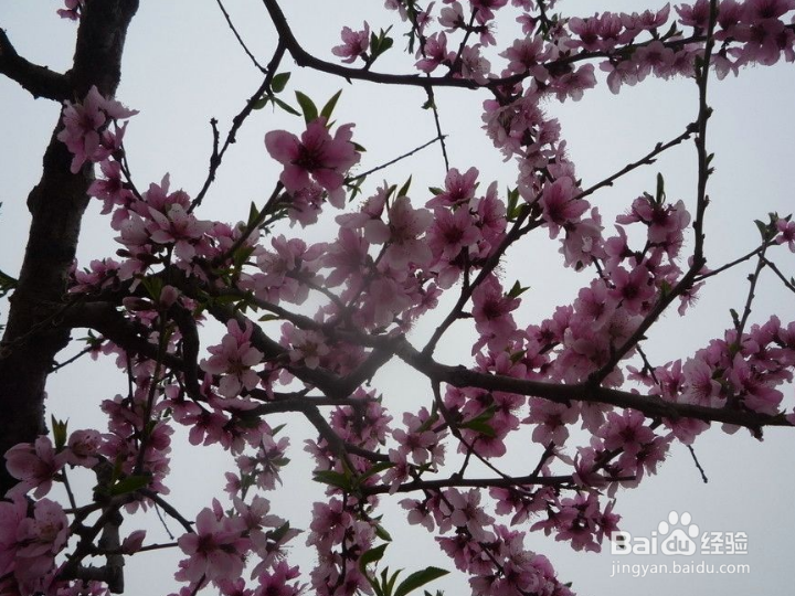 大桃园怎样防治桃蚜