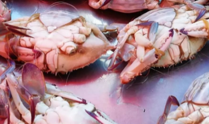 怎么区分莱州螃蟹