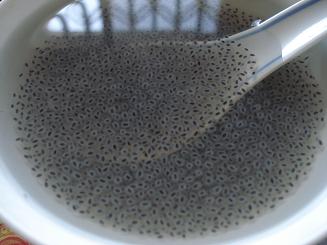 魔法种子现神奇——山粉圆