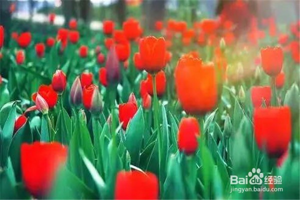 重庆赏花地图最全攻略必收藏-莫辜负这大好春光