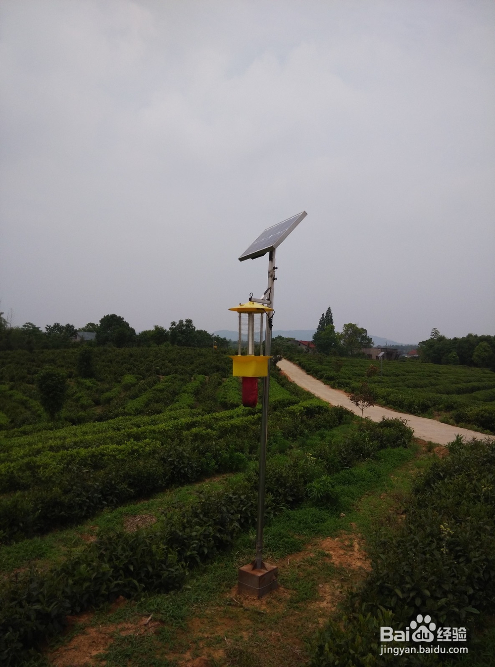 茶叶灭虫灯为何在茶园害虫防治中更受茶农喜爱?