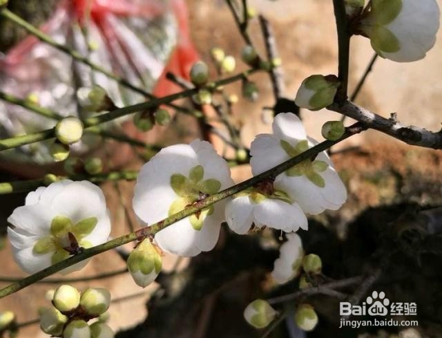 腊梅花苞掉落怎么解救