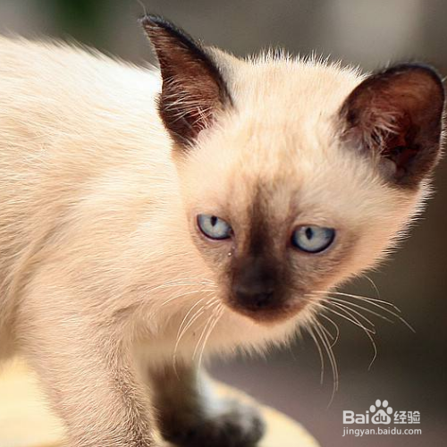 暹罗猫的性格和特点有哪些？