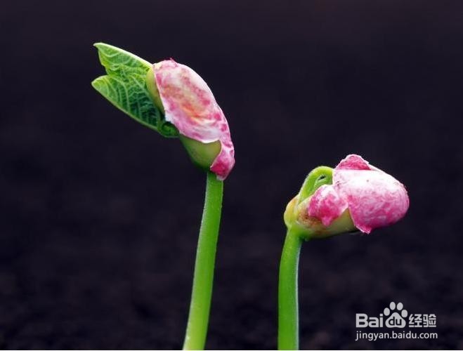 “皮”到底该不该去