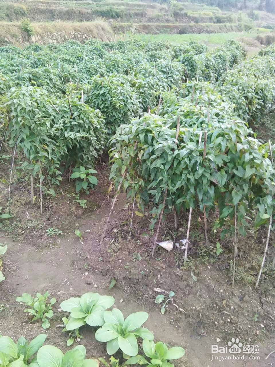 带你走进大别山体会农家快乐