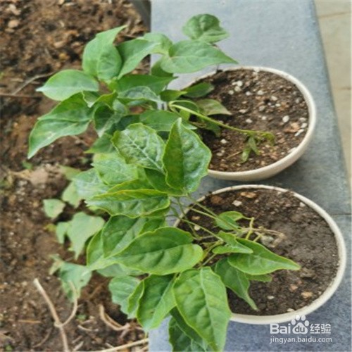 炮仗花如何扦插成活率高