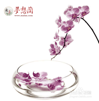 蝴蝶兰的适宜温度湿度