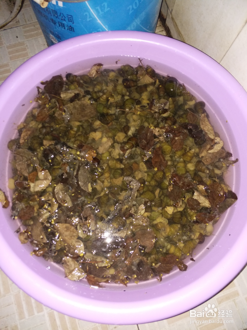 香气满满的酸笋炒螺蛳