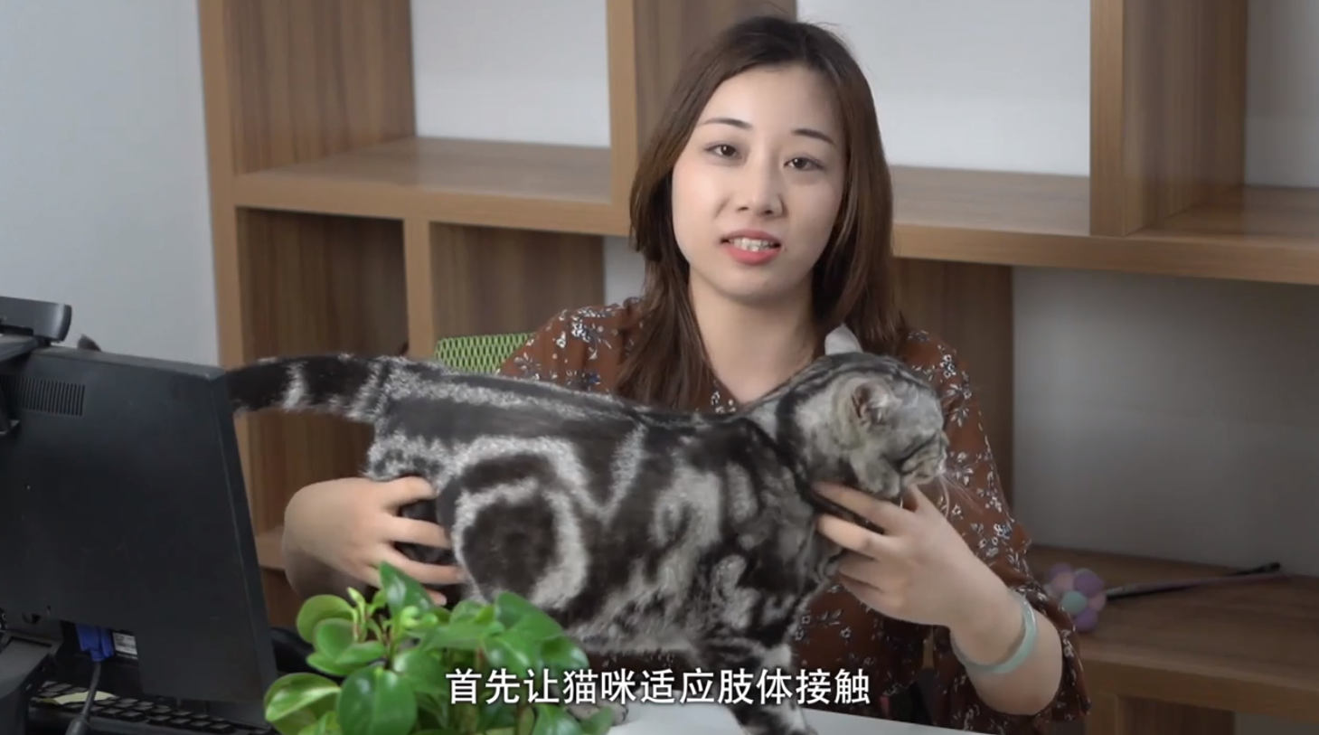 猫不喜欢梳毛怎么办