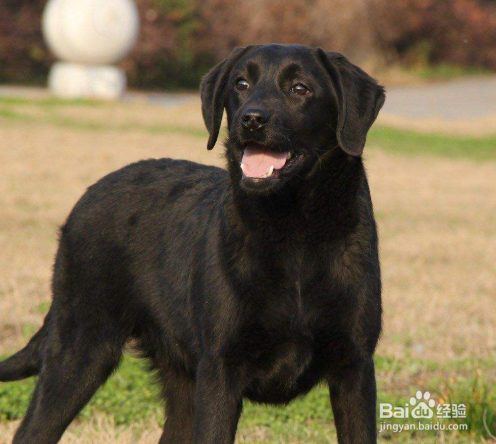 如何饲养拉布拉多 科学合理的喂养