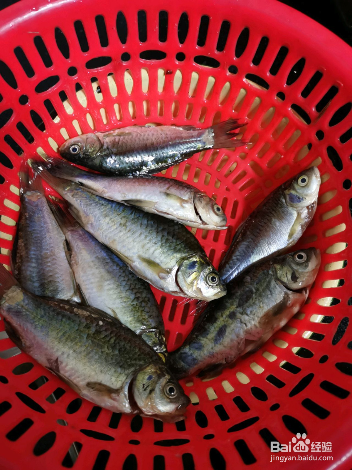 葱烧小鲫鱼的做法