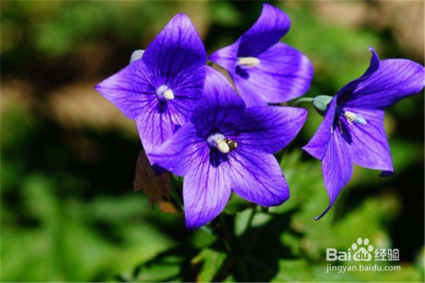 桔梗的养殖技巧和注意事项都有什么？