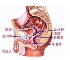 男人命根锻炼方法