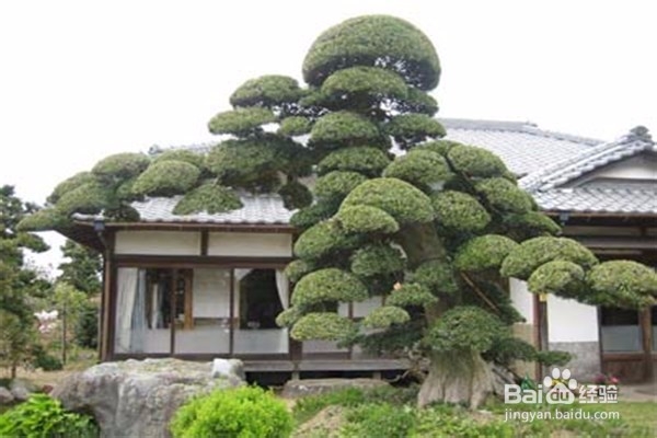 罗汉松的养殖方法和注意事项都有什么?